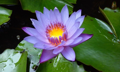 头皮湿疹症怎么治疗-【头皮上湿疹图片大全】头皮长湿疹有什么症状 - 头皮上湿疹图片网
